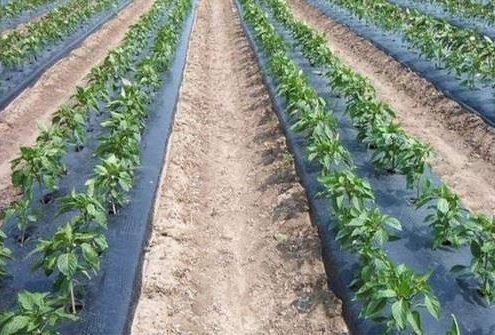vpac_pd_mulch_1