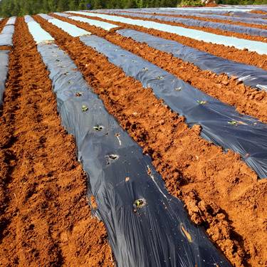 vpac_pd_mulch_3