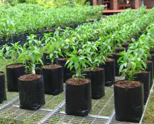 vpac_pd_plantation_1